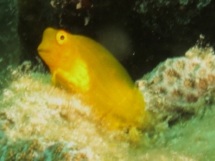 Artrosalarias fuscus fuscus